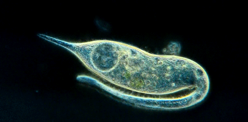 Detail Gambar Plankton Laut Nomer 45