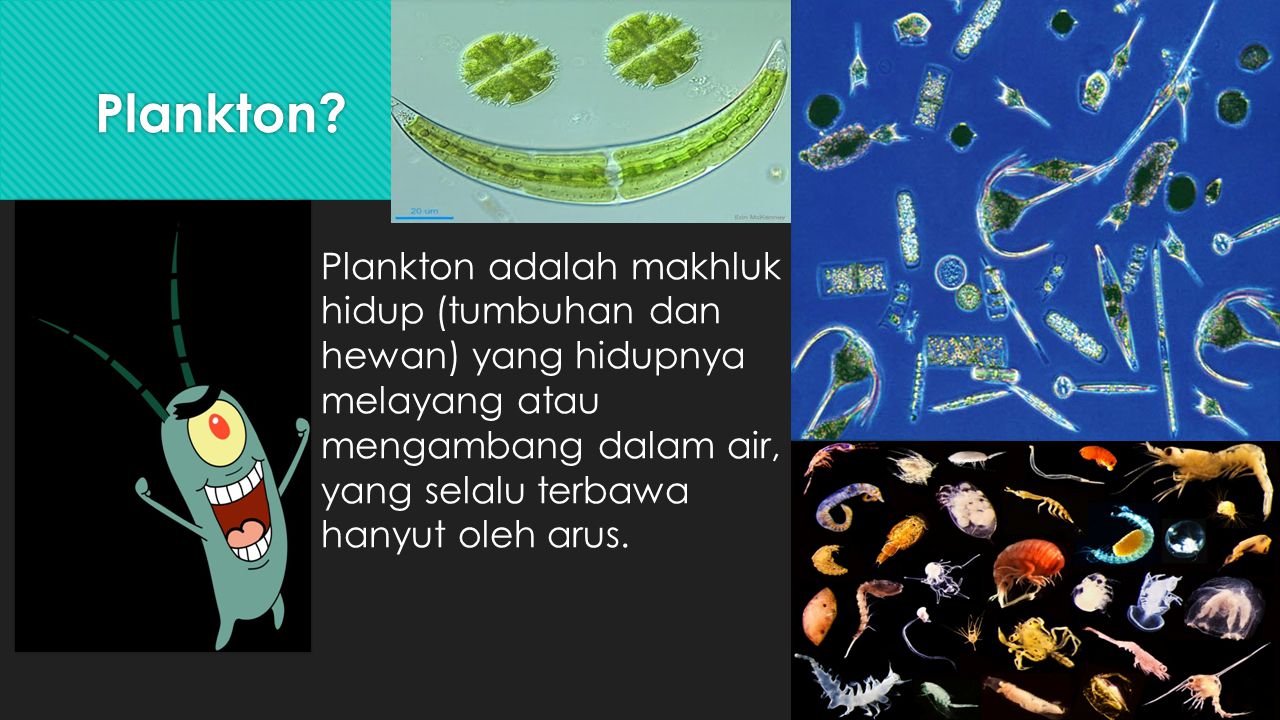 Detail Gambar Plankton Tumbuhan Nomer 29