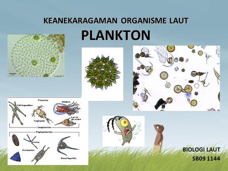 Detail Gambar Plankton Tumbuhan Nomer 36