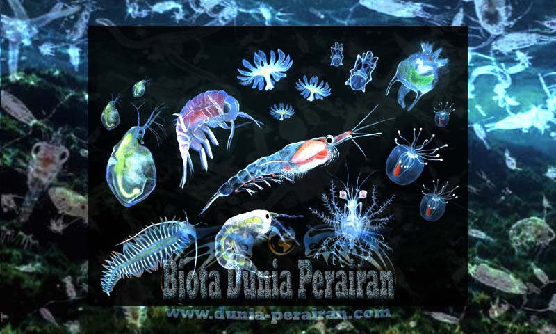 Detail Gambar Plankton Tumbuhan Nomer 37