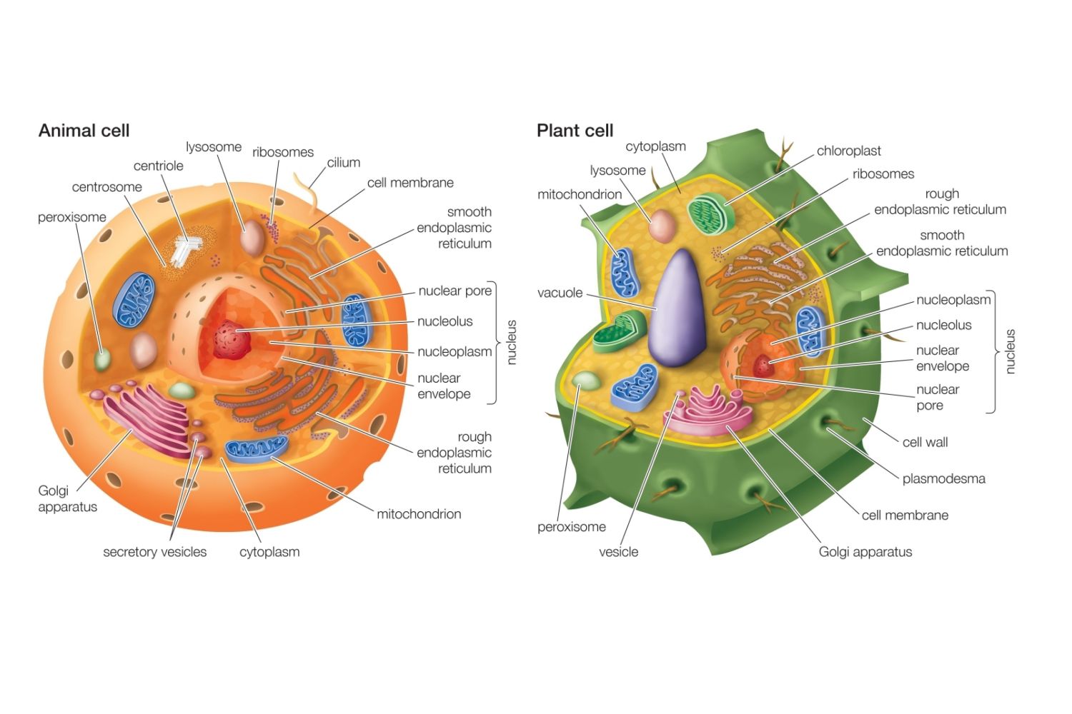 detail-gambar-plant-cell-and-animal-cell-koleksi-nomer-3