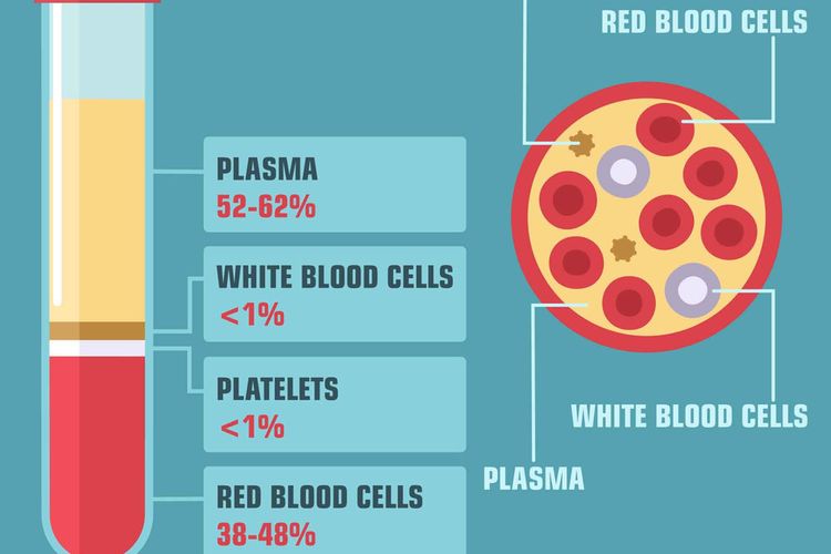 Detail Gambar Plasma Darah Nomer 4