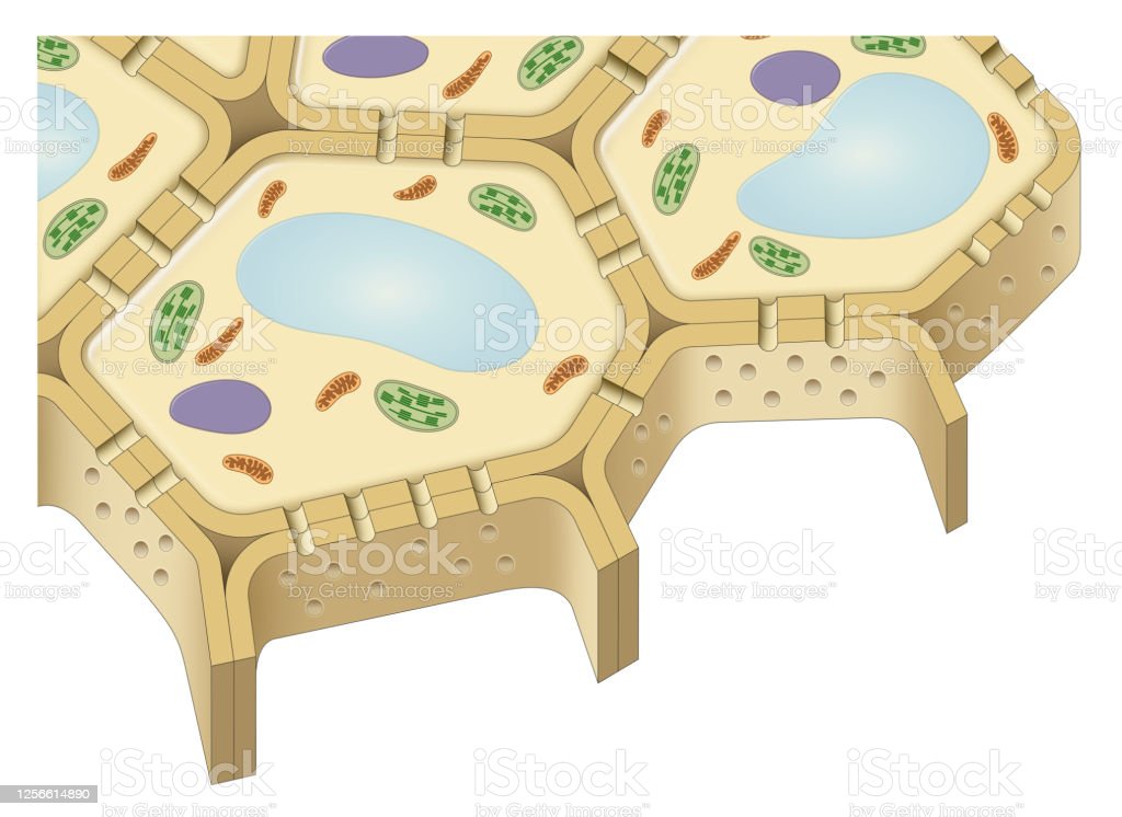 Detail Gambar Plasmodesmata Sel Tumbuhan Nomer 27