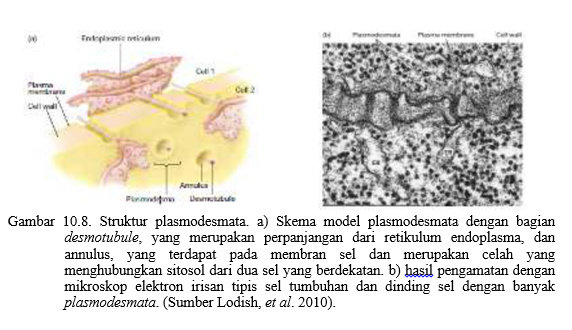 Detail Gambar Plasmodesmata Sel Tumbuhan Nomer 36