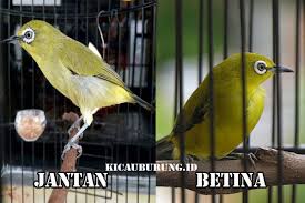 Detail Gambar Pleci Jantan Dan Betina Nomer 17