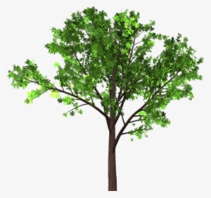 Detail Gambar Png Pohon Nomer 16