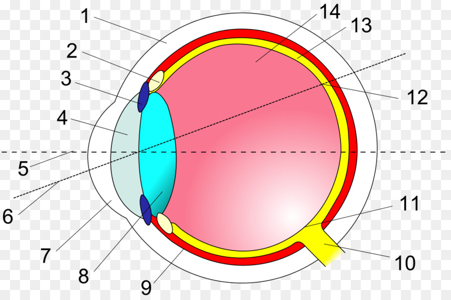 Detail Gambar Png Retina Mata Nomer 8