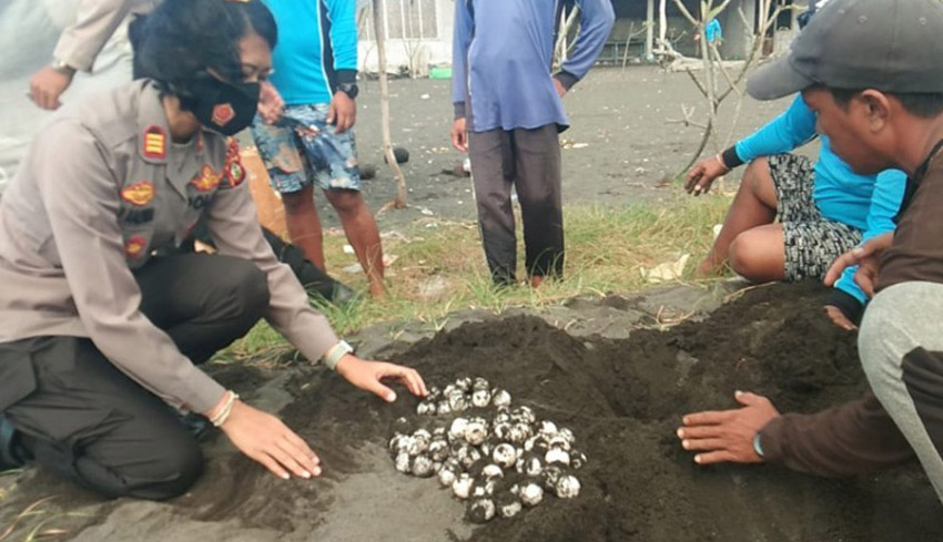 Detail Gambar Pnyu Bertelur Dan Telurnya Menetas Nomer 33