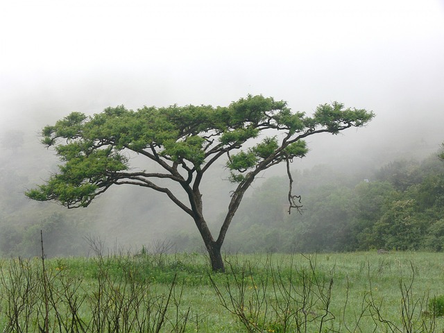 Gambar Pohon Akasia - KibrisPDR