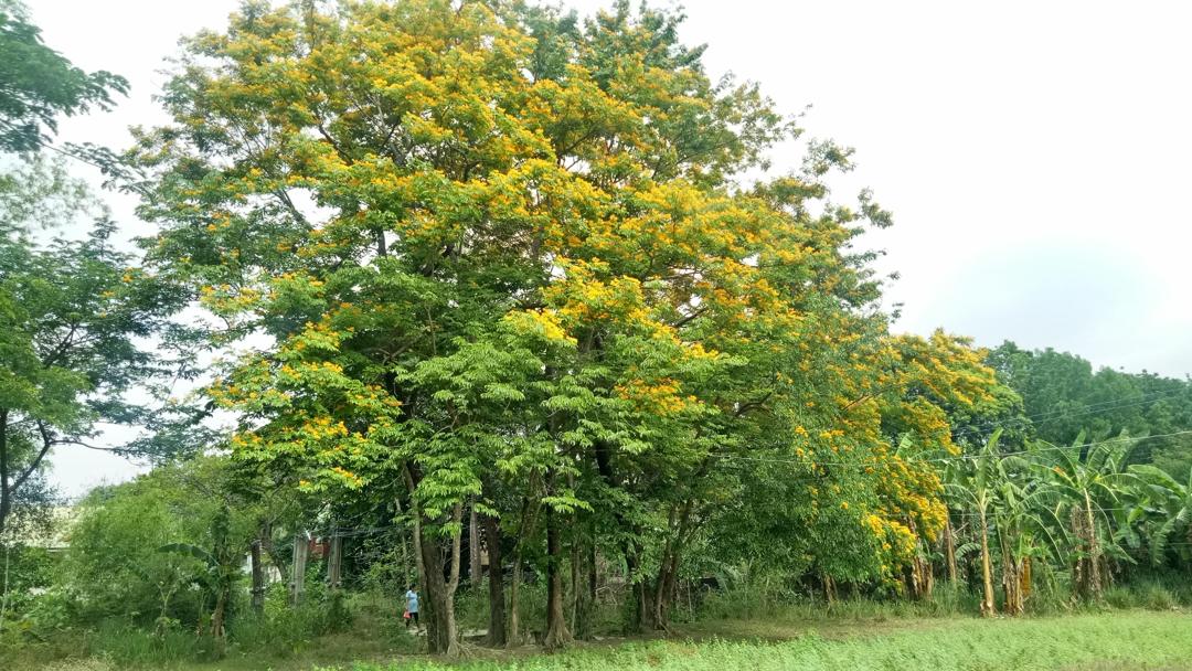 Gambar Pohon Angsana - KibrisPDR