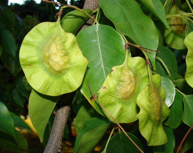 Detail Gambar Pohon Angsana Nomer 15