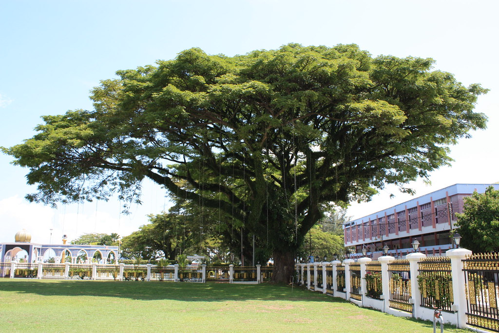 Detail Gambar Pohon Angsana Nomer 35