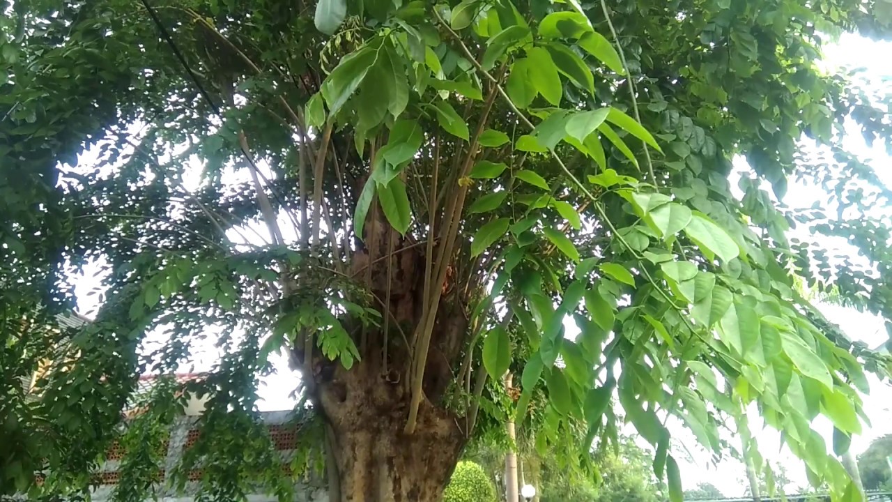 Detail Gambar Pohon Angsana Nomer 44