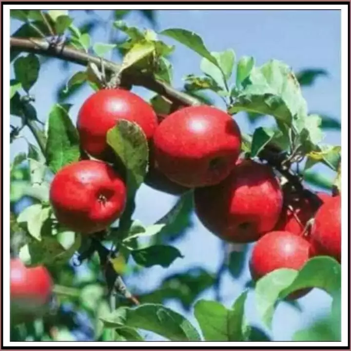 Detail Gambar Pohon Apel Merah Nomer 33