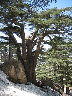 Gambar Pohon Aras Libanon - KibrisPDR