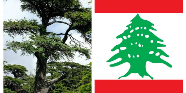 Detail Gambar Pohon Aras Libanon Nomer 13