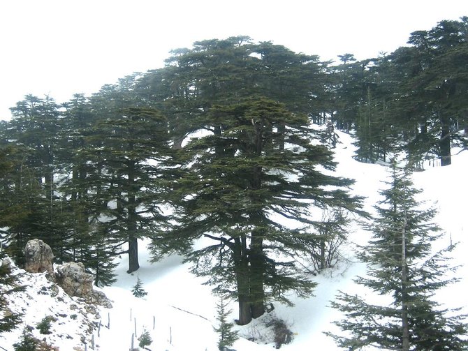 Detail Gambar Pohon Aras Libanon Nomer 16