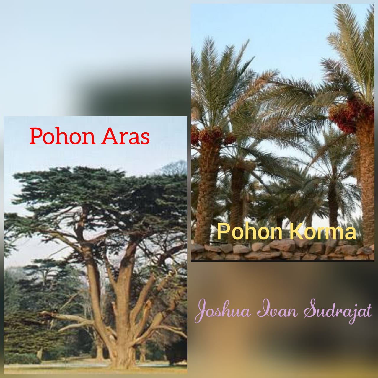 Detail Gambar Pohon Aras Libanon Nomer 17