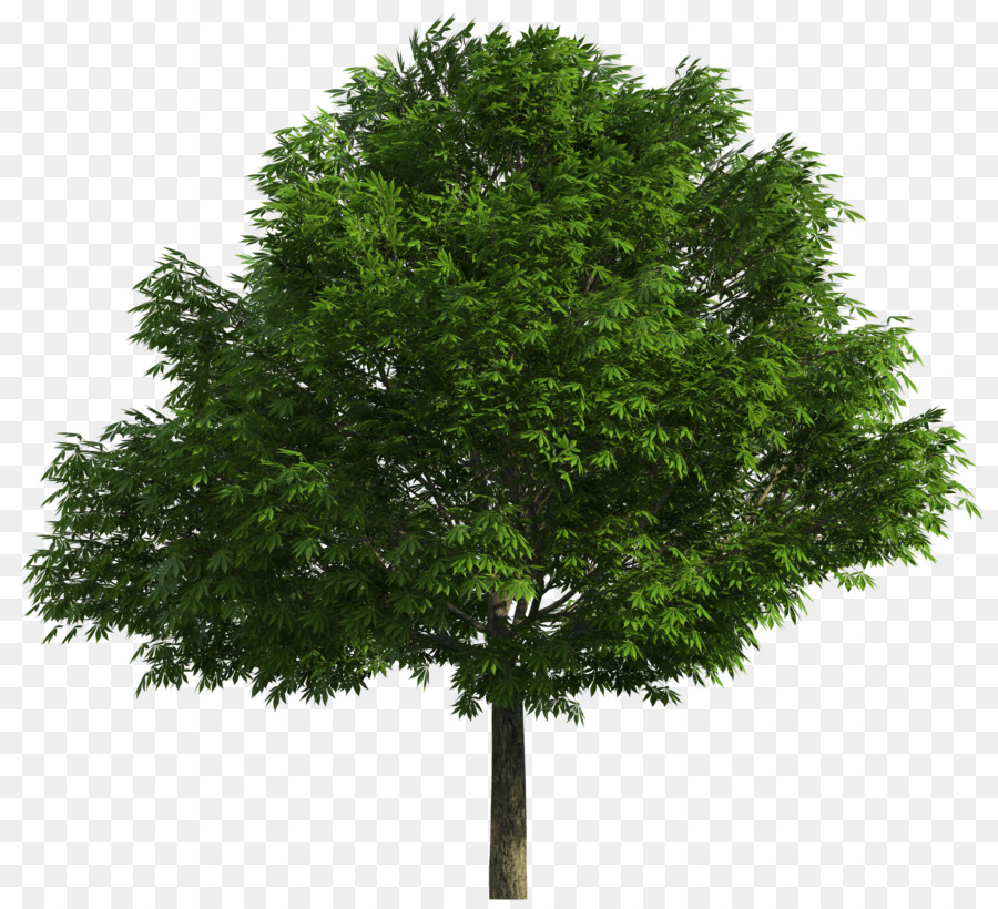 Detail Gambar Pohon Asli Nomer 8