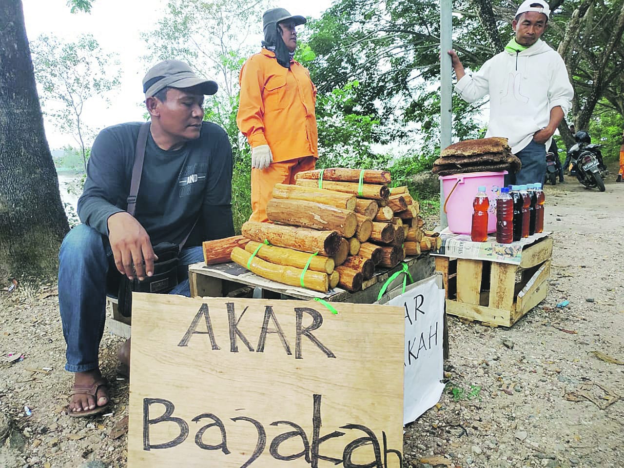 Detail Gambar Pohon Bajakah Nomer 20