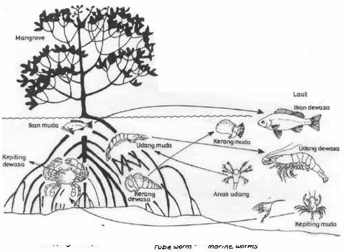 Detail Gambar Pohon Bakau Nomer 27