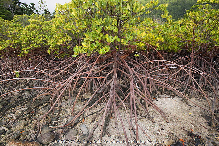 Detail Gambar Pohon Bakau Nomer 7