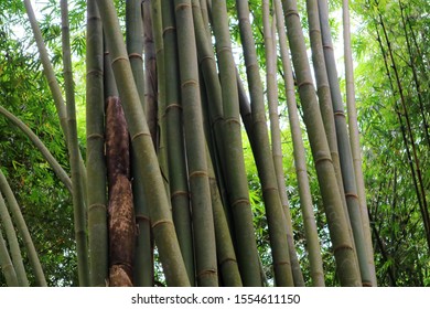 Detail Gambar Pohon Bambu Nomer 18