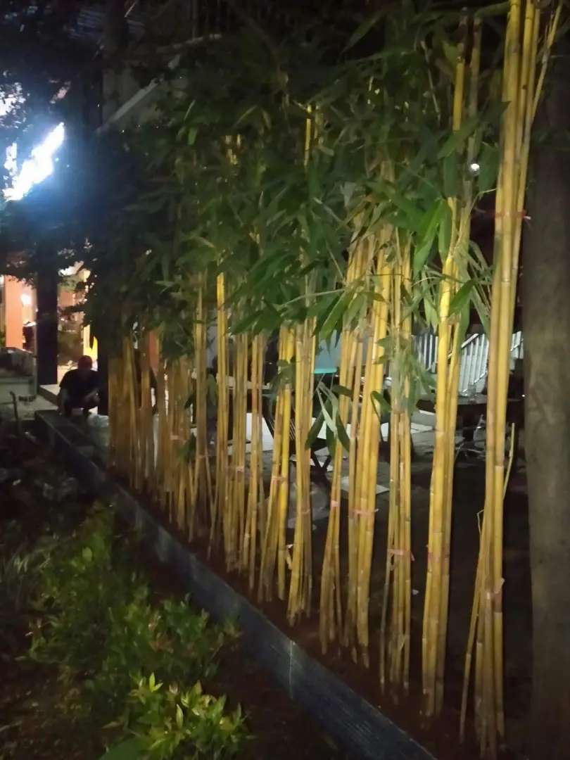 Detail Gambar Pohon Bambu Nomer 29
