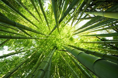 Detail Gambar Pohon Bambu Nomer 30