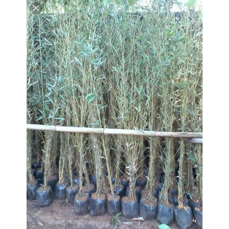 Detail Gambar Pohon Bambu Nomer 41