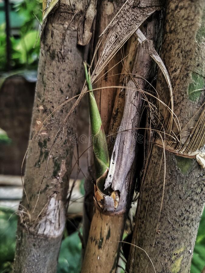 Detail Gambar Pohon Bambu Nomer 45