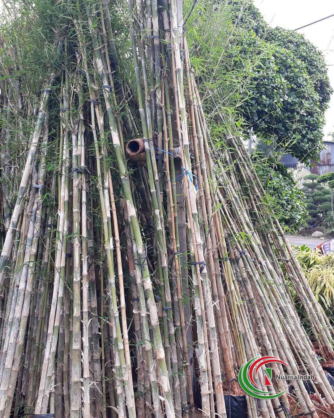 Detail Gambar Pohon Bambu Jepang Nomer 19