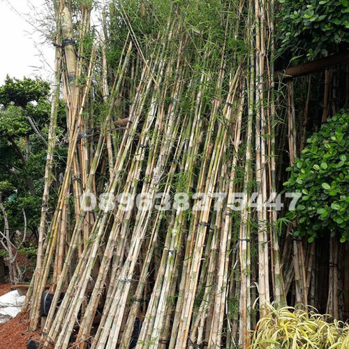 Detail Gambar Pohon Bambu Jepang Nomer 20