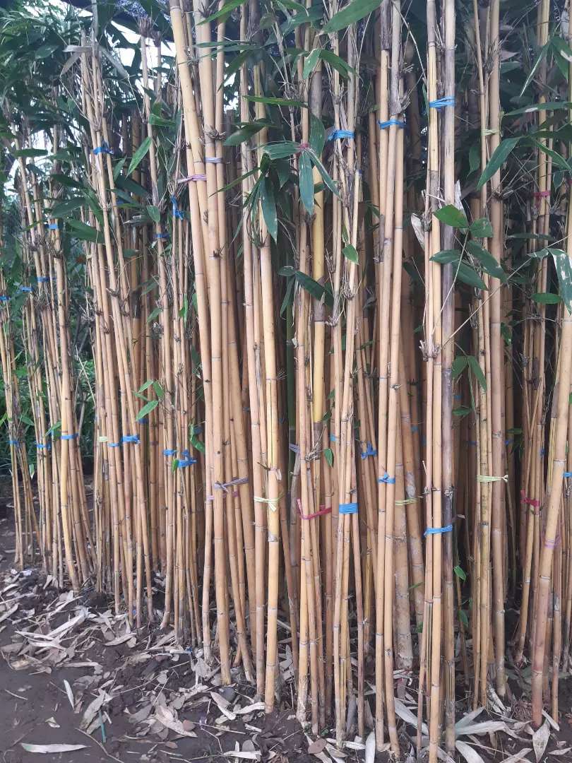 Detail Gambar Pohon Bambu Jepang Nomer 31