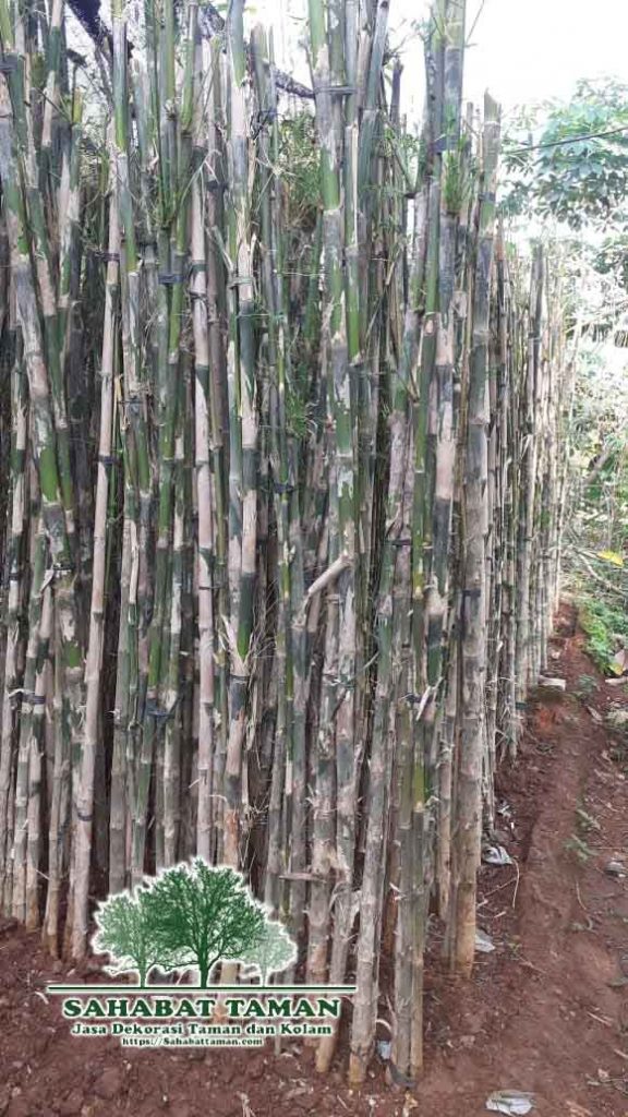 Detail Gambar Pohon Bambu Jepang Nomer 56
