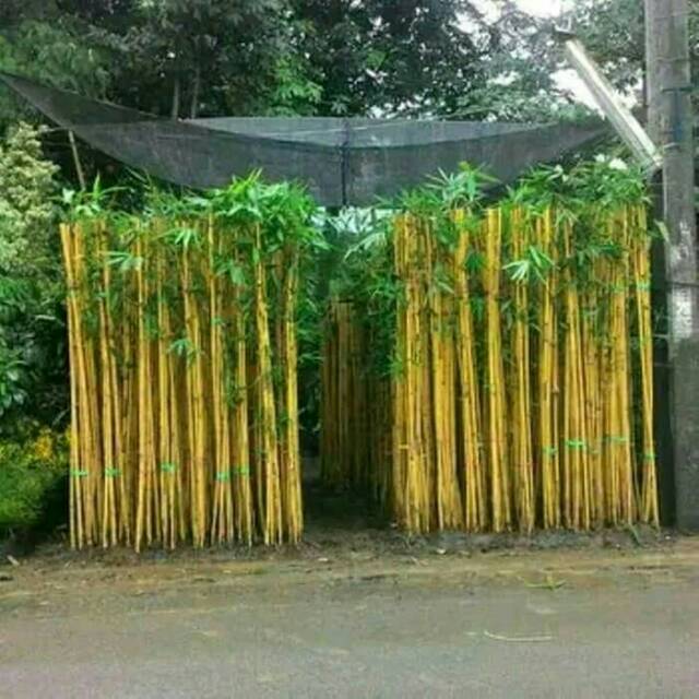 Detail Gambar Pohon Bambu Kuning Nomer 14