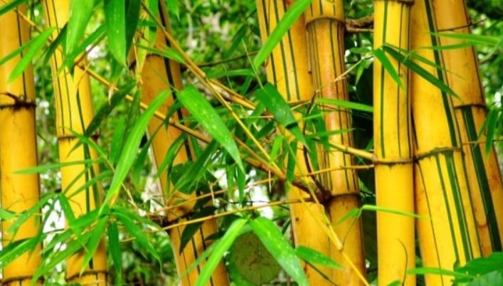 Detail Gambar Pohon Bambu Kuning Nomer 28