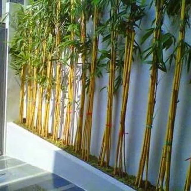 Detail Gambar Pohon Bambu Kuning Nomer 4