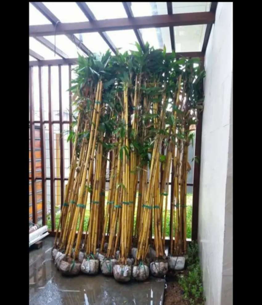 Detail Gambar Pohon Bambu Kuning Nomer 54