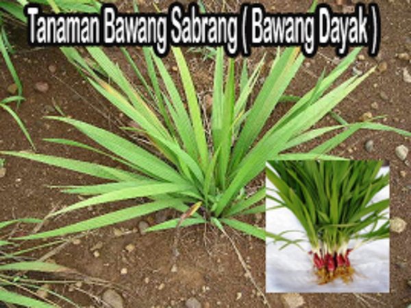 Detail Gambar Pohon Bawang Dayak Nomer 6