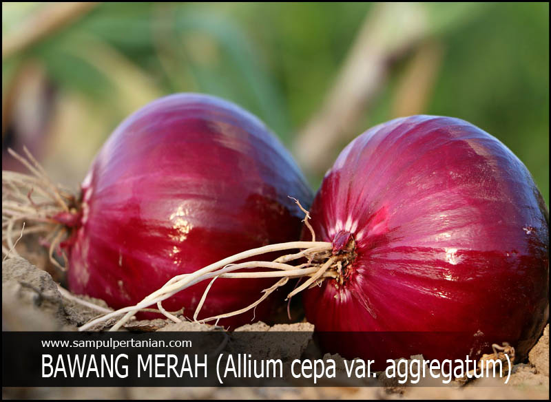 Detail Gambar Pohon Bawang Merah Nomer 52