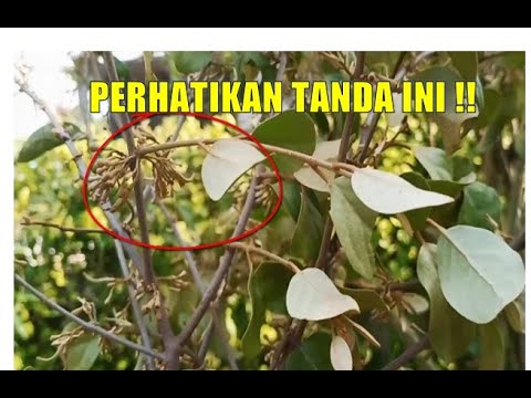 Detail Gambar Pohon Benalu Nomer 27