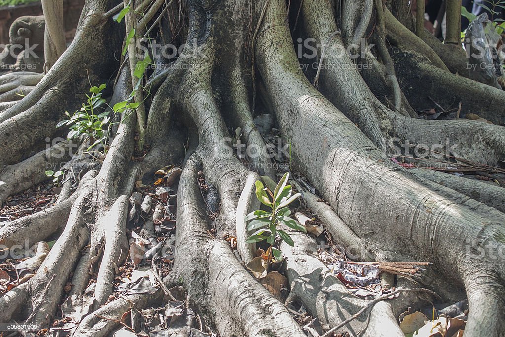 Detail Gambar Pohon Berakar Nomer 45