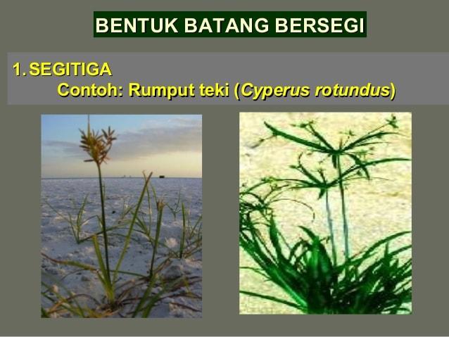 Detail Gambar Pohon Beringin Gambar Santa Yasinta Mariskonti Nomer 17