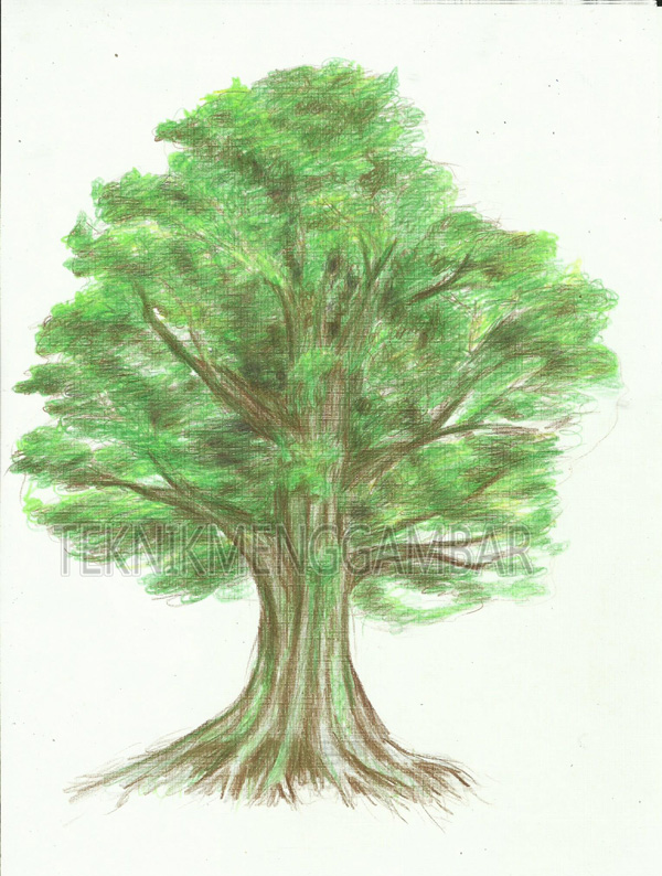 Detail Gambar Pohon Beringin Mewarnai Nomer 43