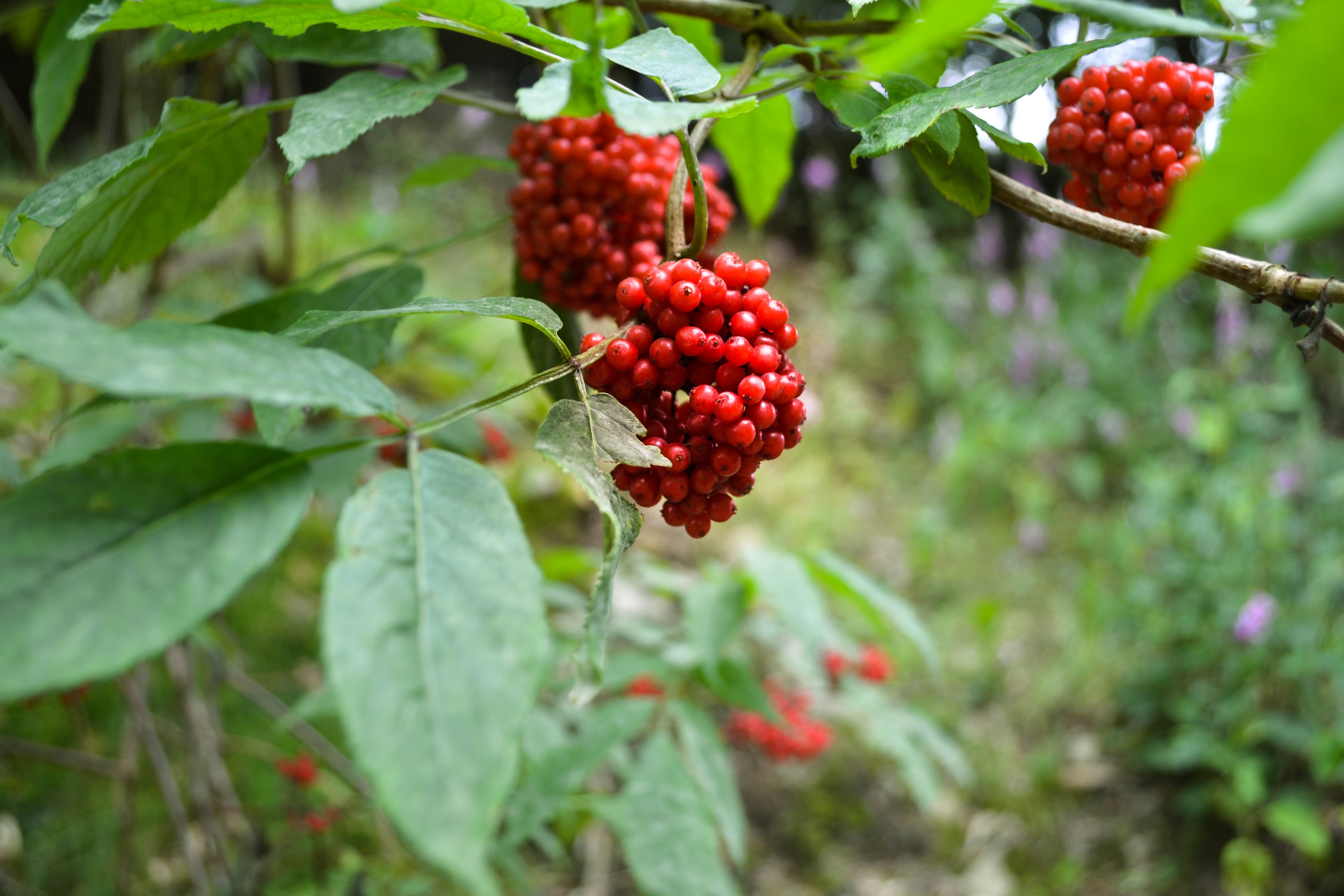 Detail Gambar Pohon Berry Nomer 45