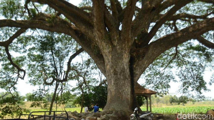 Detail Gambar Pohon Besar Nomer 28