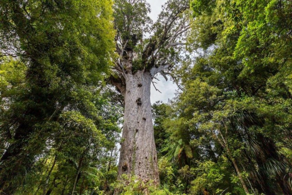 Detail Gambar Pohon Besar Yang Indah Nomer 6