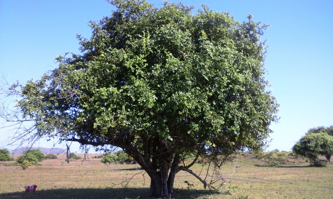 Detail Gambar Pohon Bidara Arab Nomer 19