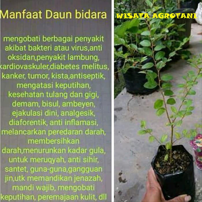 Detail Gambar Pohon Bidara Arab Nomer 36